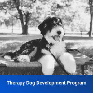Therapy Dog Development